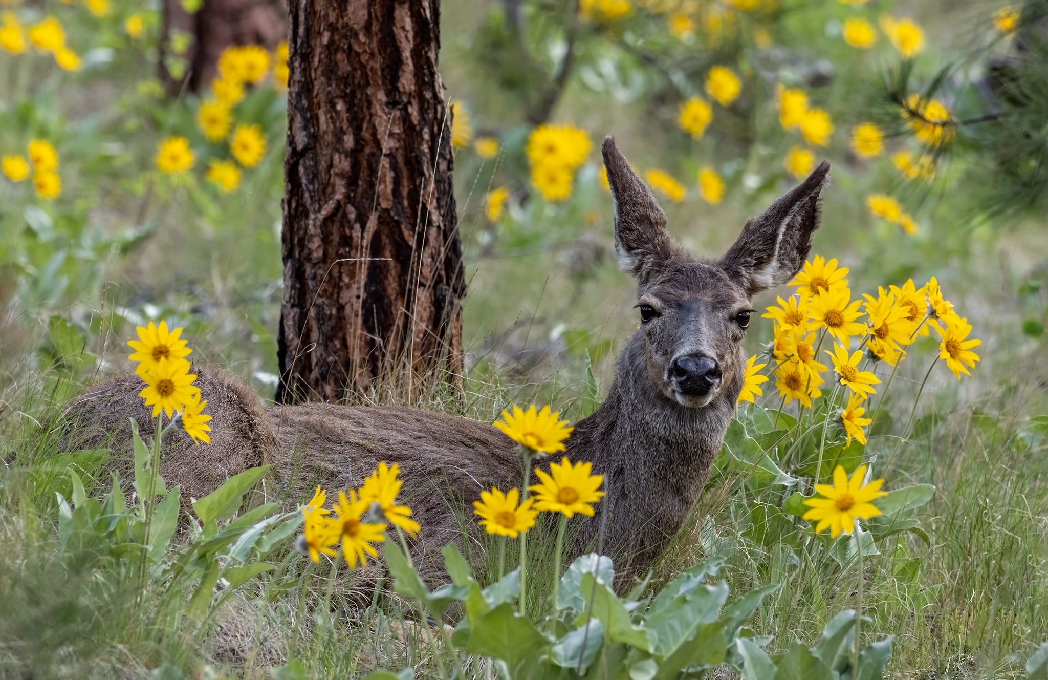 Mule Deer Among the Arrowleaf